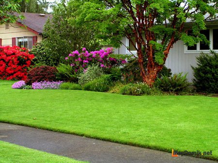 Как оформить лужайку перед домом – создаем зеленую площадку с цветниками и клумбами