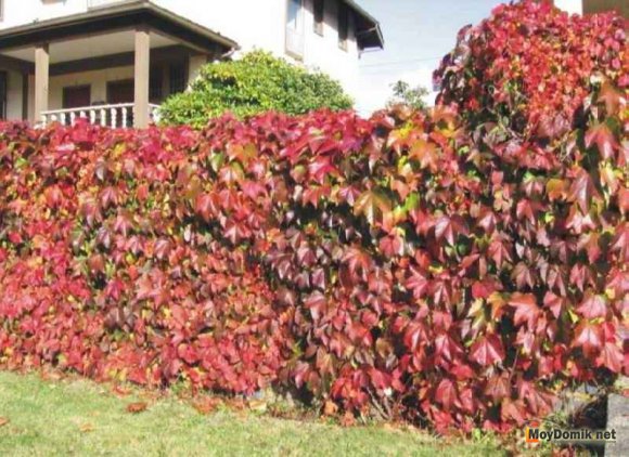 Живая изгородь из винограда