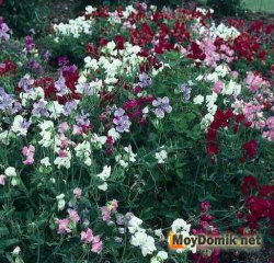 Многолетний душистый горошек