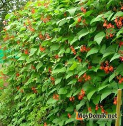 Декоративная фасоль