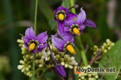 Паслен сладко-горький