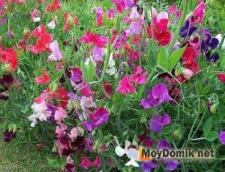 Однолетний душистый горошек (чина)