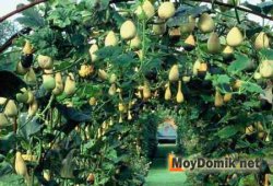 Декоративная тыква