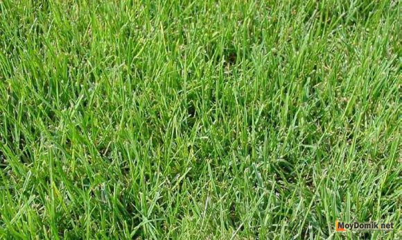 Полевица тонкая