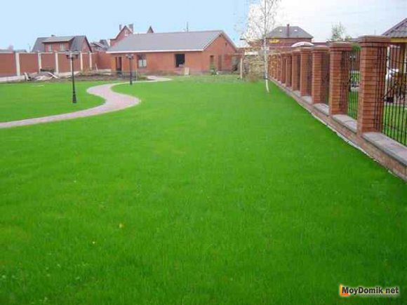 Партерный газон на даче
