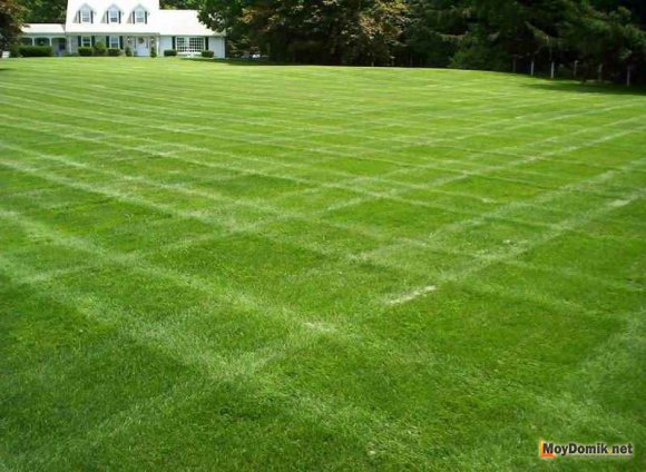 Партерный газон - оригинальная стрижка