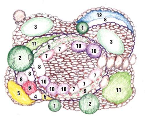 Схема план террасированного рокария