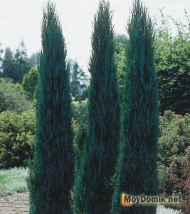 Скальный можжевельник в домашних условиях