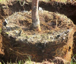 Корневая шейка саженца - вид на деревце