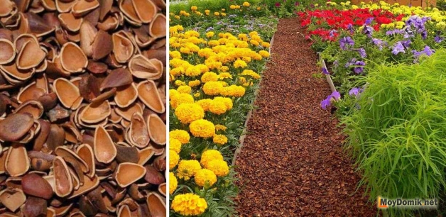 Скорлупа кедрового ореха и вид дорожки из кедровой скорлупы